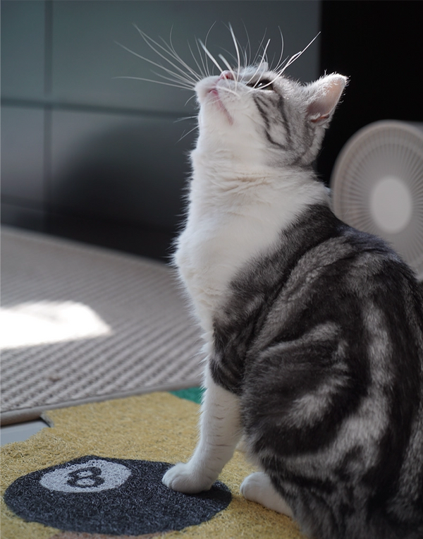 PUZZLE LITTER MAT