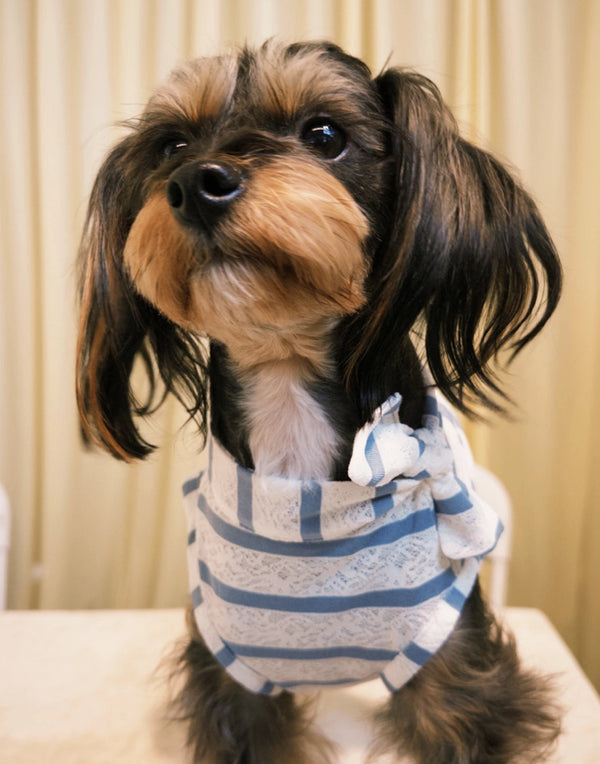 LACE STRIPE SUMMER TOP