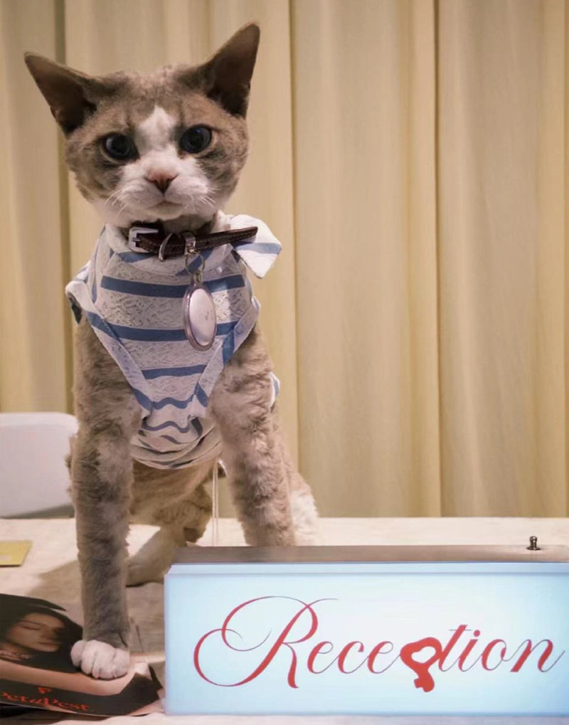 LACE STRIPE SUMMER TOP