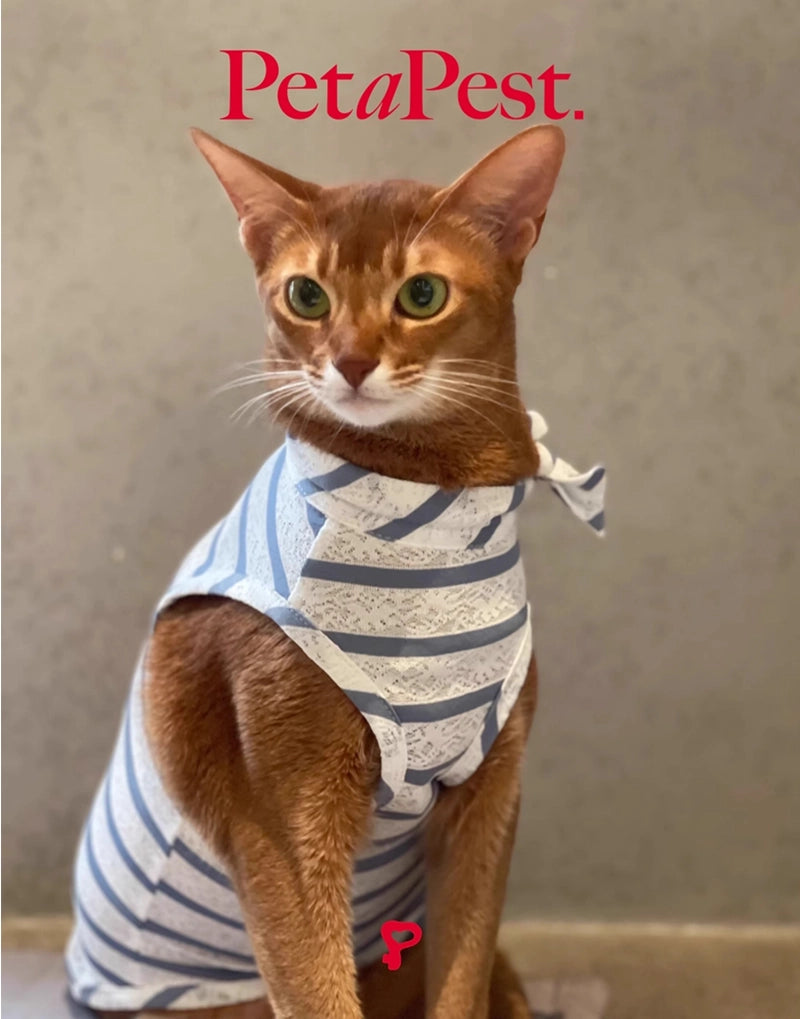 LACE STRIPE SUMMER TOP