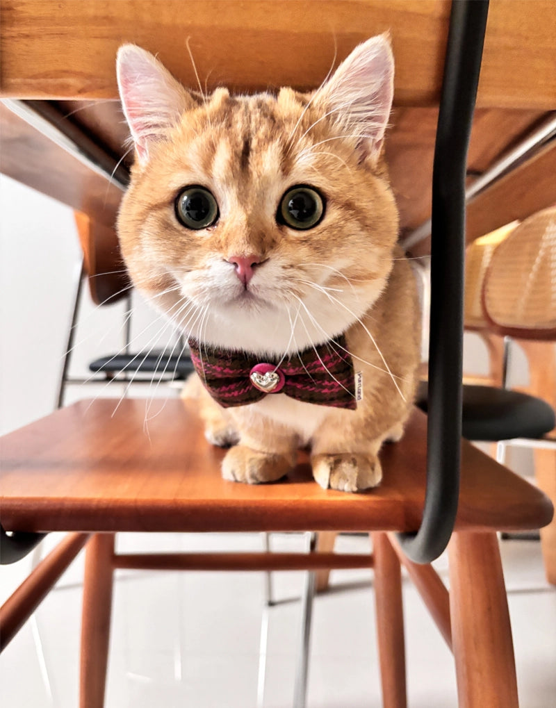 TweedTie Colorblock Bow – Birthday-Ready Pet Necktie