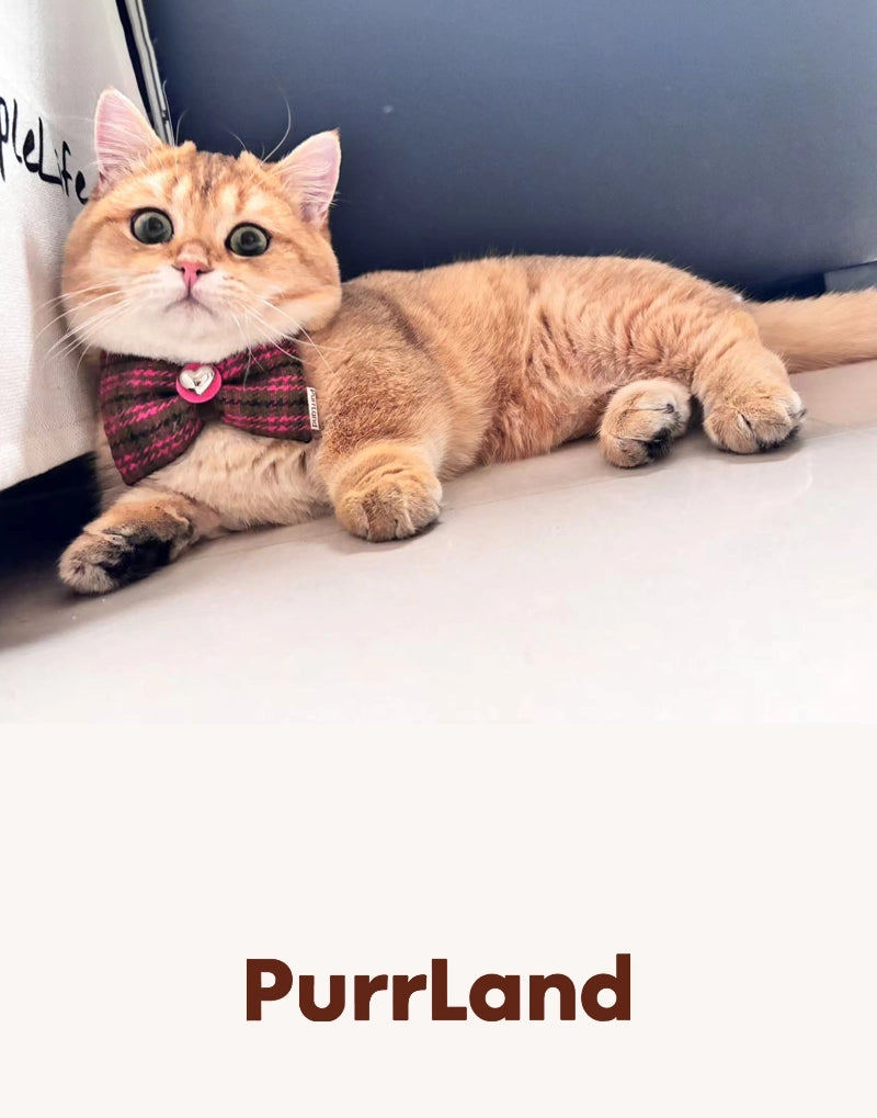TweedTie Colorblock Bow – Birthday-Ready Pet Necktie
