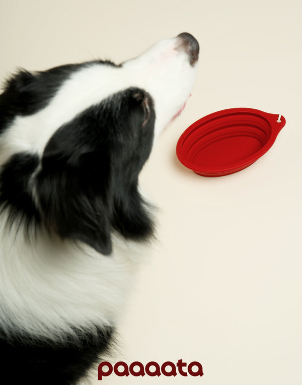 COLLAPSIBLE LONG-EAR TRAVEL BOWL