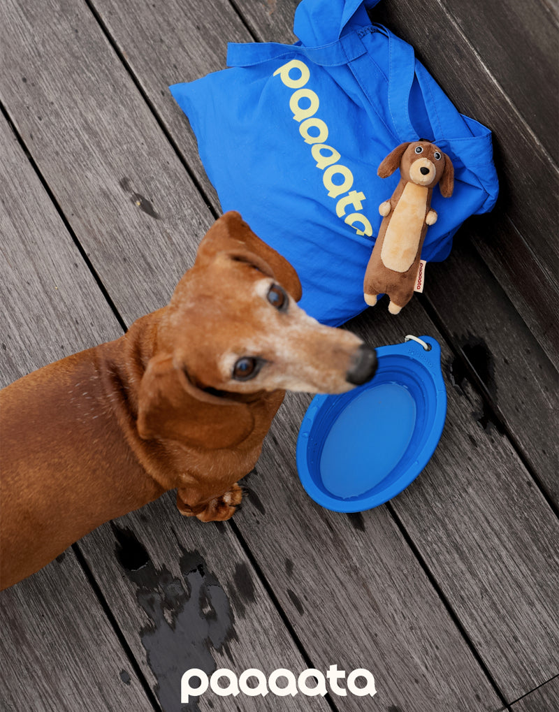 COLLAPSIBLE LONG-EAR TRAVEL BOWL
