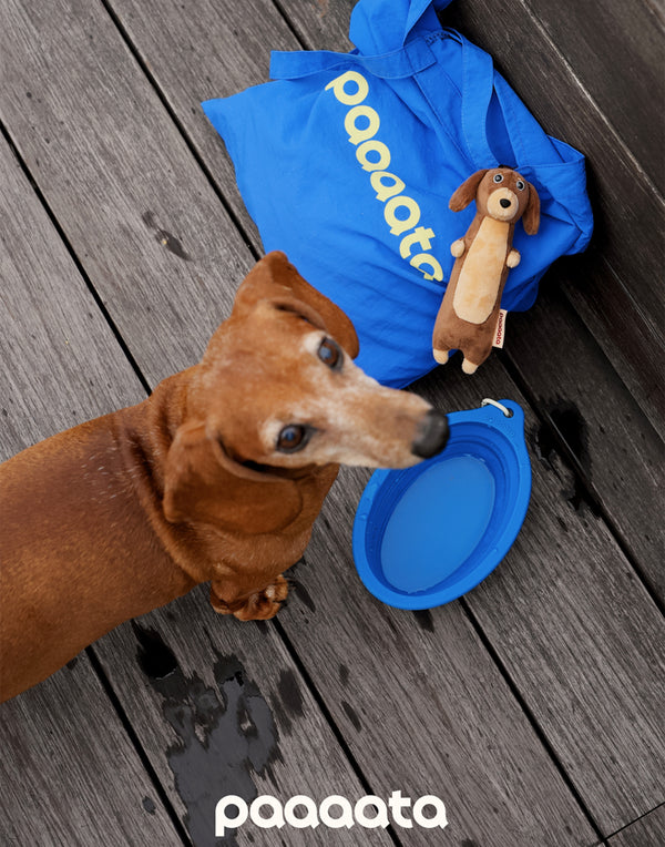 COLLAPSIBLE LONG-EAR TRAVEL BOWL