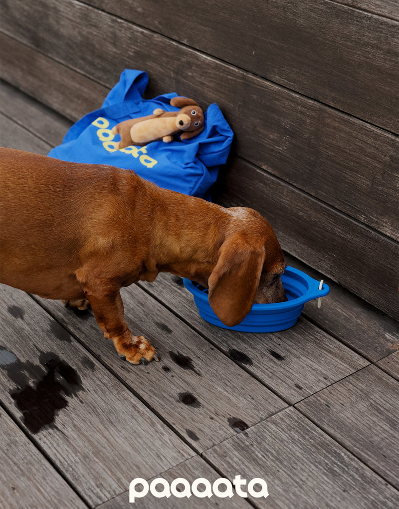 COLLAPSIBLE LONG-EAR TRAVEL BOWL