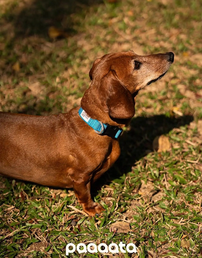 GOOD DOG TEXTURED COLLAR