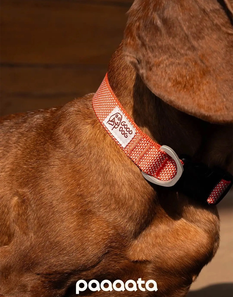 GOOD DOG TEXTURED COLLAR