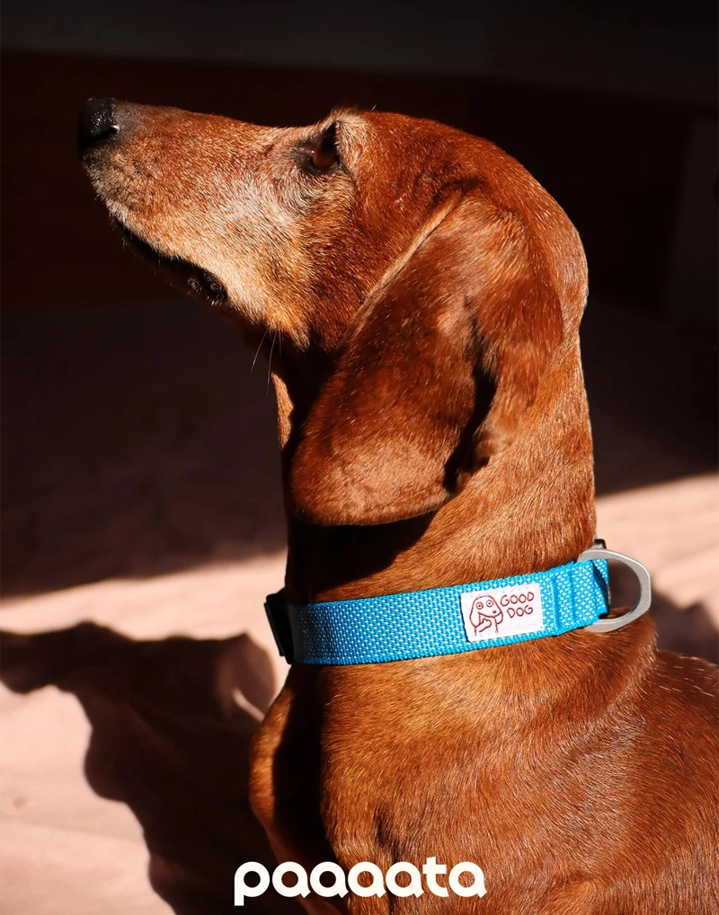 GOOD DOG TEXTURED COLLAR