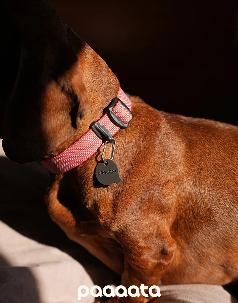 GOOD DOG TEXTURED COLLAR