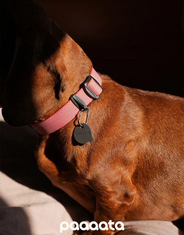 GOOD DOG TEXTURED COLLAR