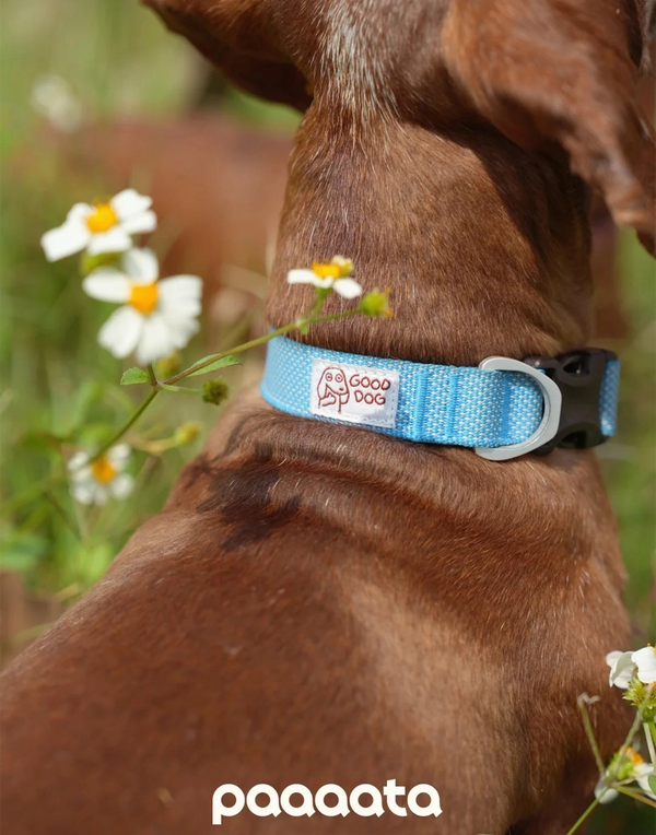 GOOD DOG TEXTURED COLLAR