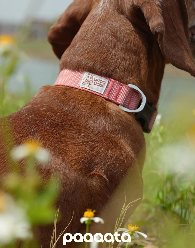 GOOD DOG TEXTURED COLLAR