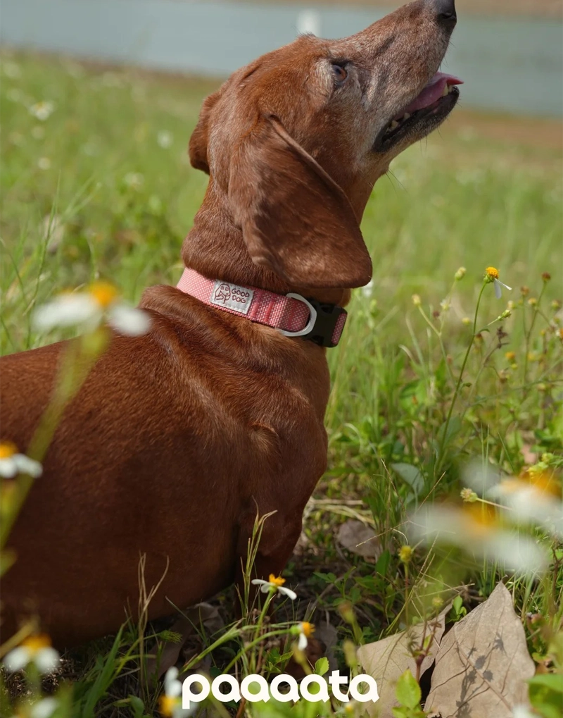 GOOD DOG TEXTURED COLLAR