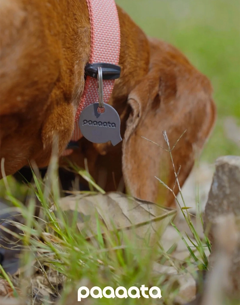 GOOD DOG TEXTURED COLLAR