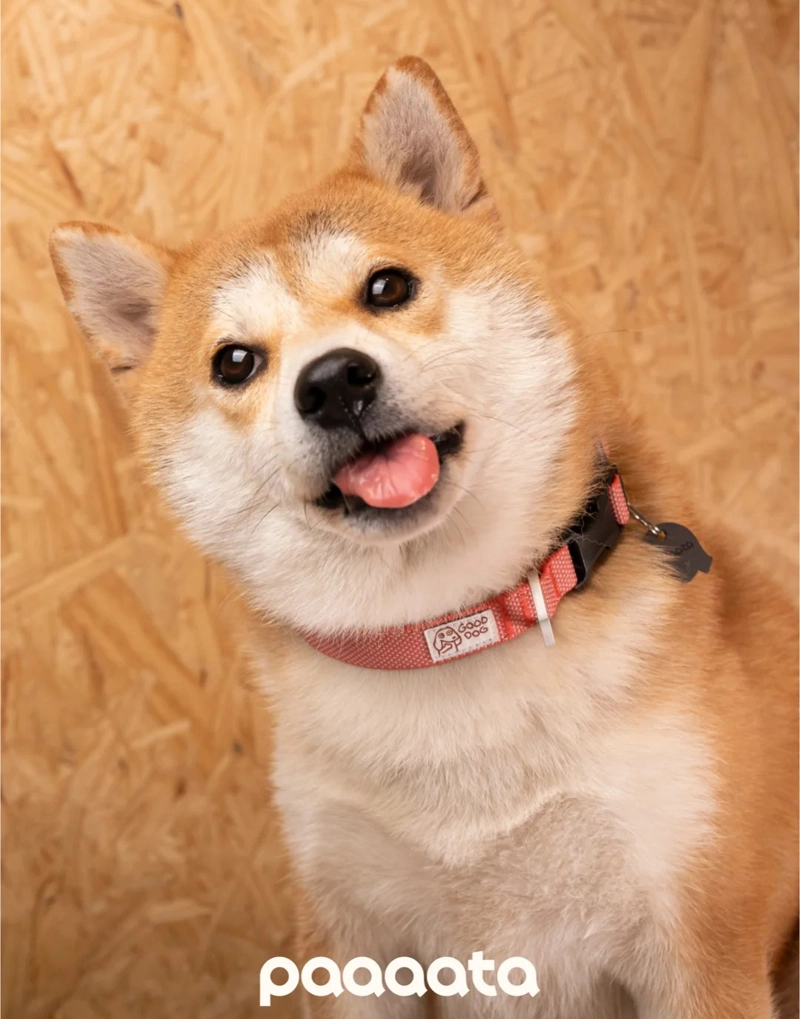 GOOD DOG TEXTURED COLLAR