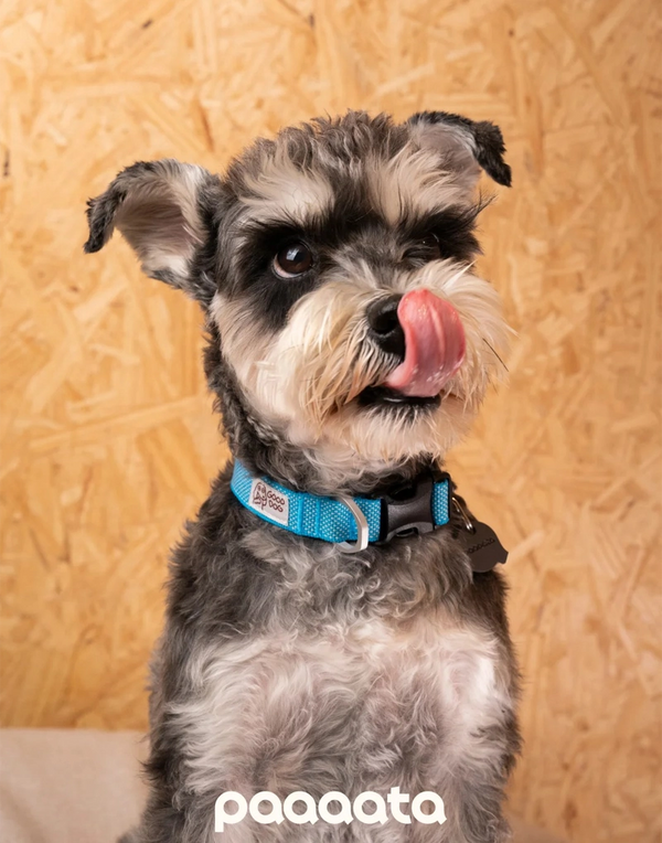 GOOD DOG TEXTURED COLLAR