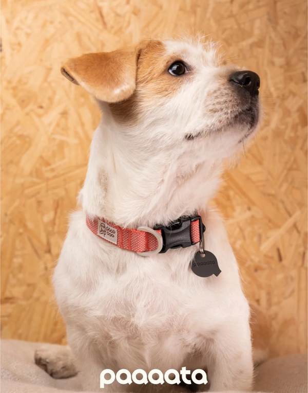 GOOD DOG TEXTURED COLLAR
