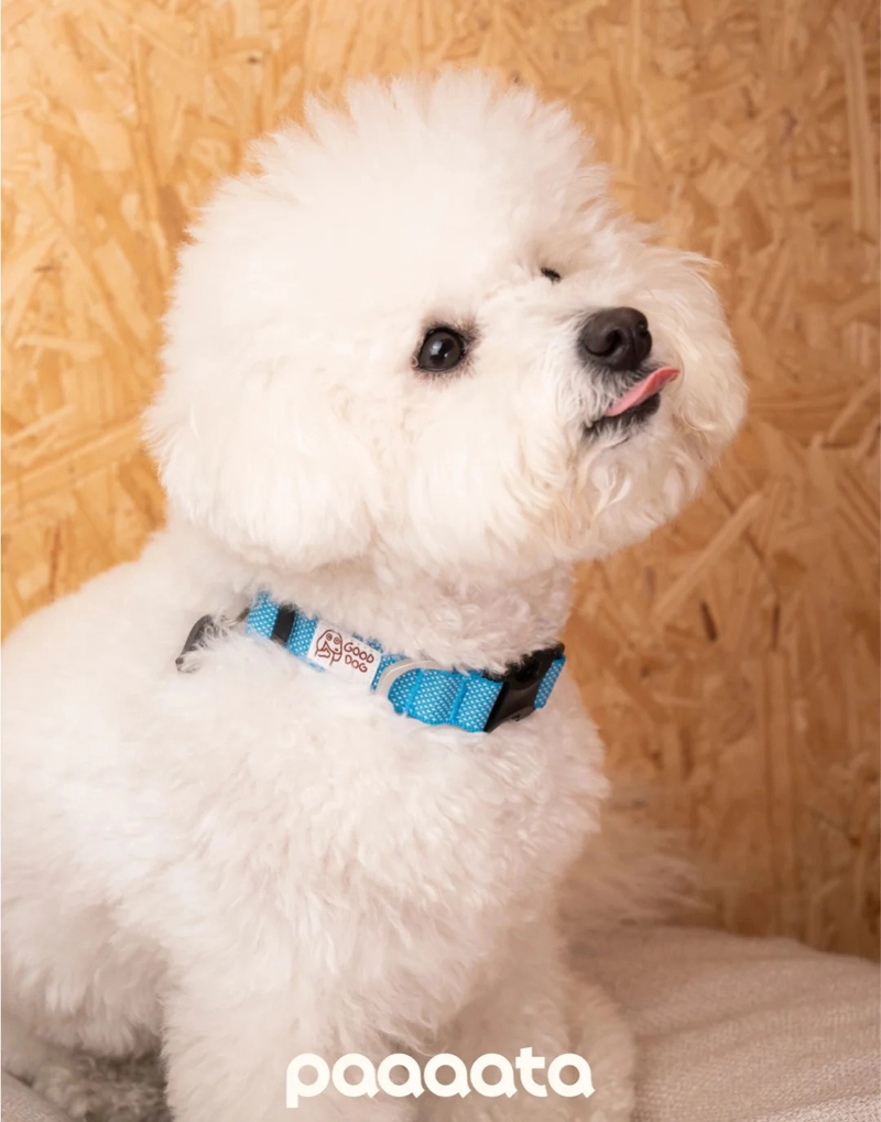 GOOD DOG TEXTURED COLLAR