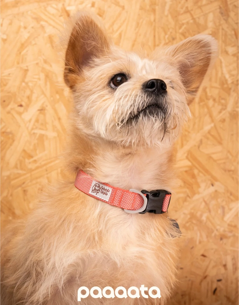 GOOD DOG TEXTURED COLLAR