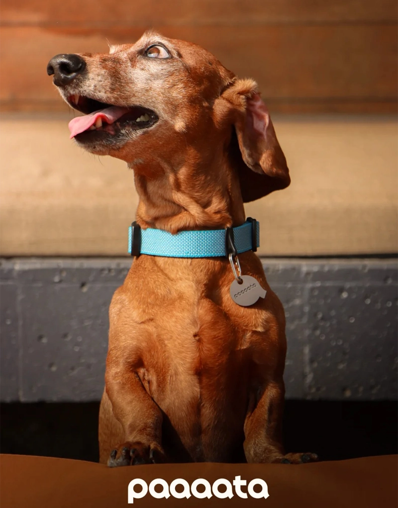 GOOD DOG TEXTURED COLLAR