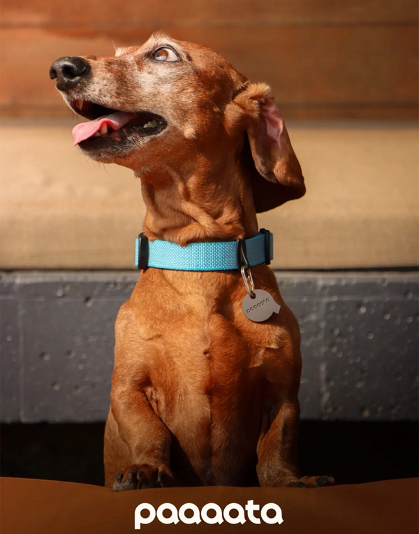 GOOD DOG TEXTURED COLLAR