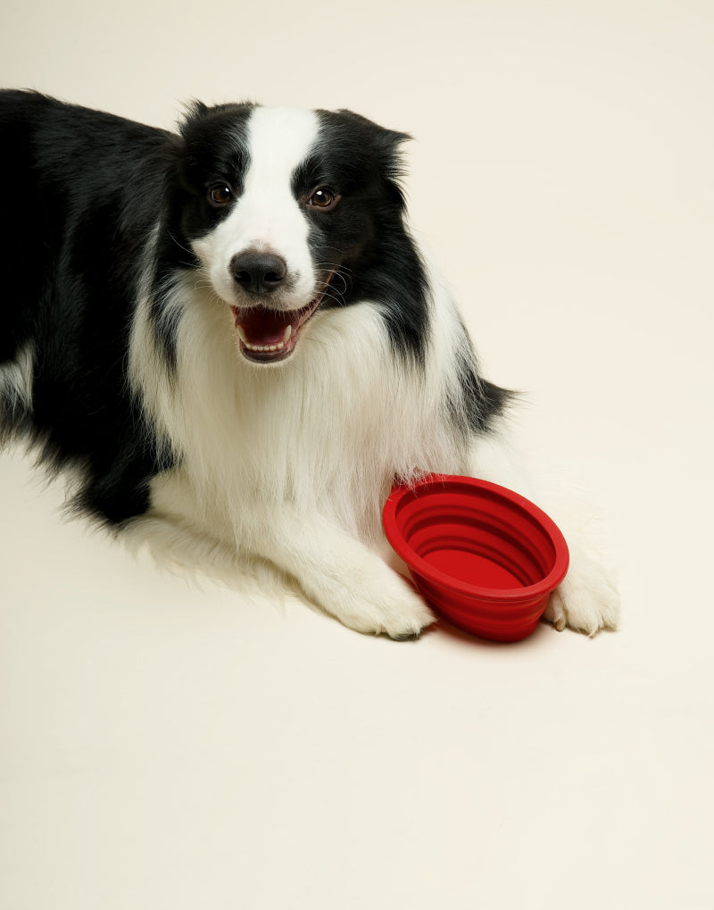 COLLAPSIBLE LONG-EAR TRAVEL BOWL