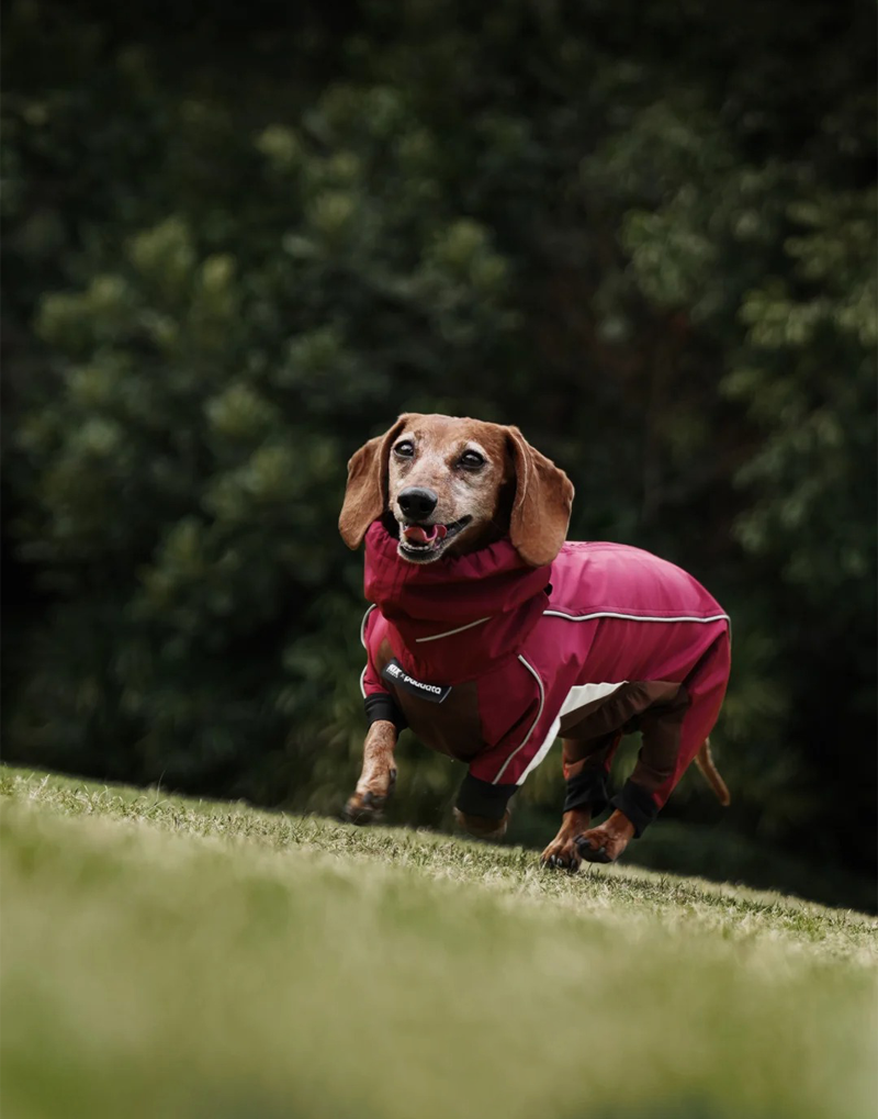 SHORT-LEGGED ALL-WEATHER DOG SUIT