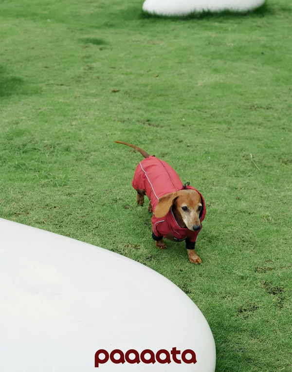 SHORT-LEGGED ALL-WEATHER DOG SUIT